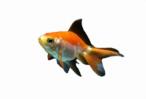 Creation of Fisherman's bowl: Step 1